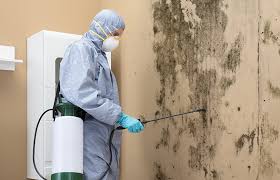 Reliable Rockledge, FL Mold Remediation Solutions